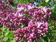 lilas1