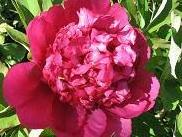 pivoine